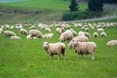 Sheep in a field